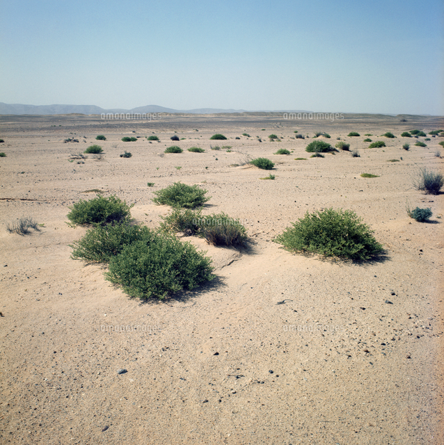 アフリカの植物 乾荒原の植生 の写真素材 イラスト素材 アマナイメージズ