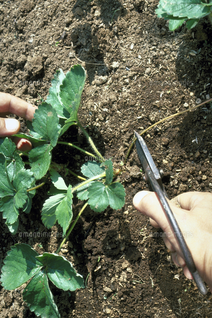 イチゴの育苗 苗取り の写真素材 イラスト素材 アマナイメージズ