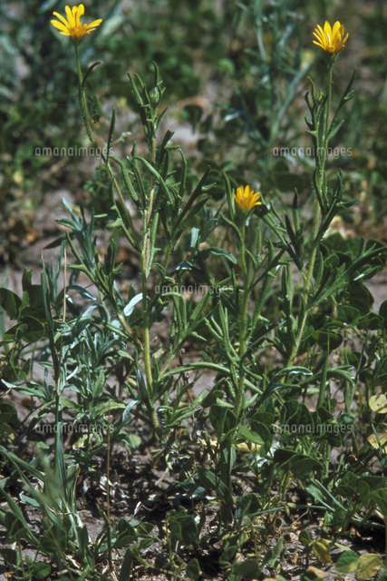 アフリカの植物 キク科の花 の写真素材 イラスト素材 アマナイメージズ