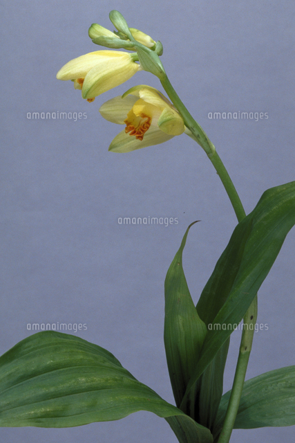 ガンゼキラン の写真素材 イラスト素材 アマナイメージズ