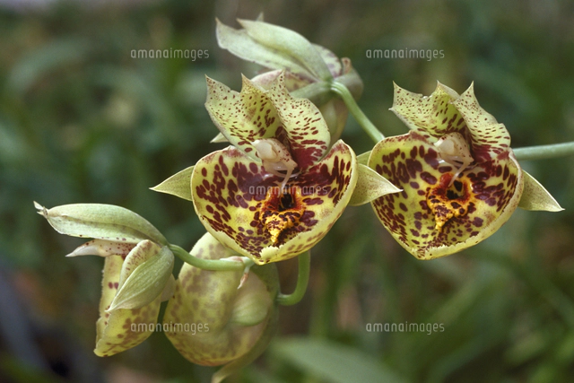 東京オーキットナーセリーの写真素材 ストックフォト アマナイメージズ 東京オーキットナーセリーの写真素材 ストックフォト アマナイメージズ