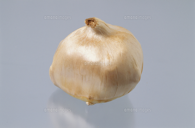 球根 サフラン の写真素材 イラスト素材 アマナイメージズ