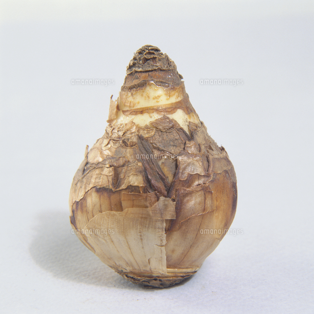 球根 ラッパスイセン の写真素材 イラスト素材 アマナイメージズ