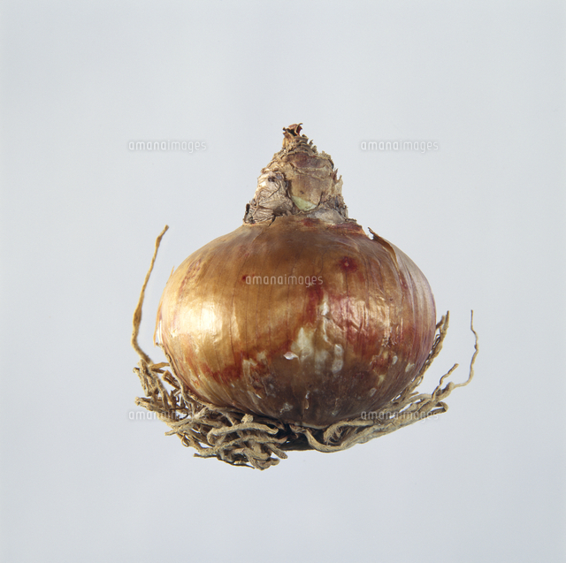 球根 アマリリス の写真素材 イラスト素材 アマナイメージズ