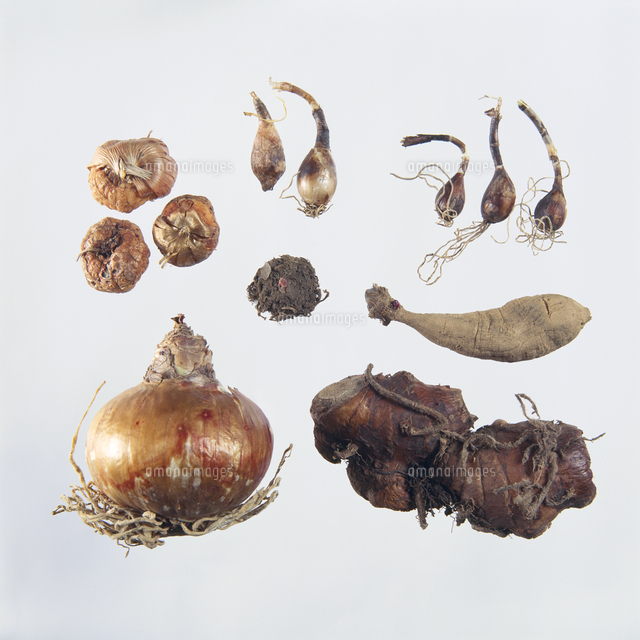 球根 春植え球根 の写真素材 イラスト素材 アマナイメージズ