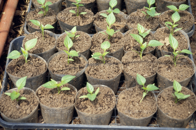 ピーマンの苗 の写真素材 イラスト素材 アマナイメージズ