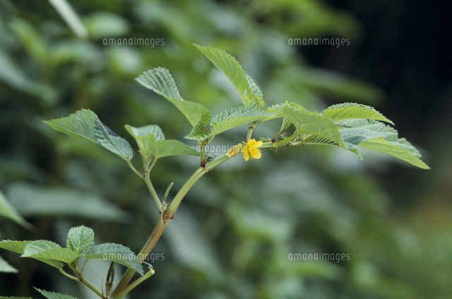 モロヘイヤの花 の写真素材 イラスト素材 アマナイメージズ