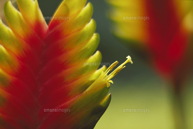 インコアナナスの花 の写真素材 イラスト素材 アマナイメージズ インコアナナスの花 の写真素材 イラスト素材 アマナイメージズ