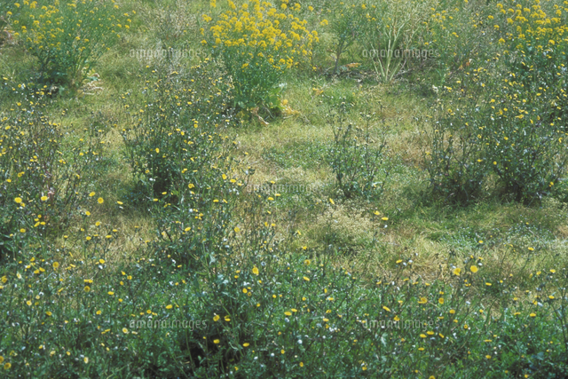 春の野原[23018055141]の写真・イラスト素材｜アマナイメージズ