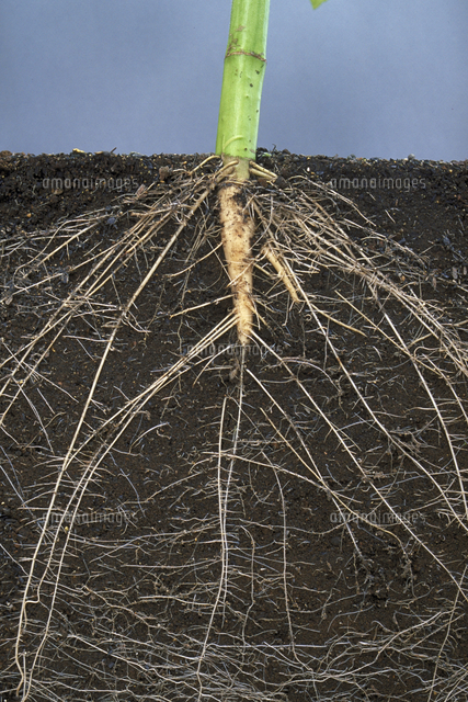 根 ヒマワリ の写真素材 イラスト素材 アマナイメージズ