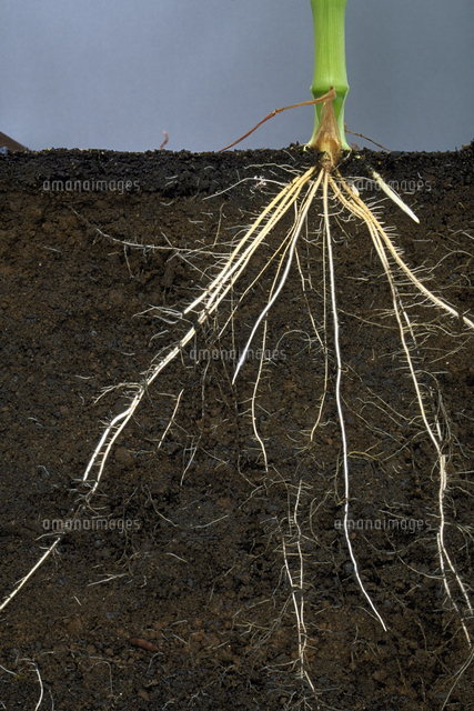 根（トウモロコシ）[23018055190]の写真・イラスト素材｜アマナイメージズ