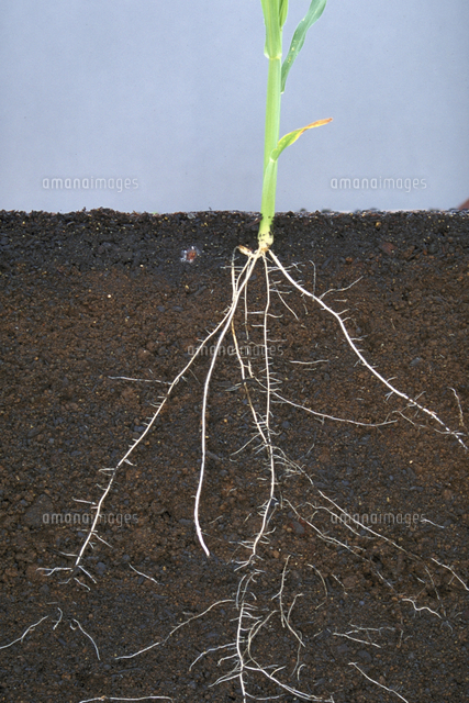 根（トウモロコシ）[23018055191]の写真・イラスト素材｜アマナイメージズ