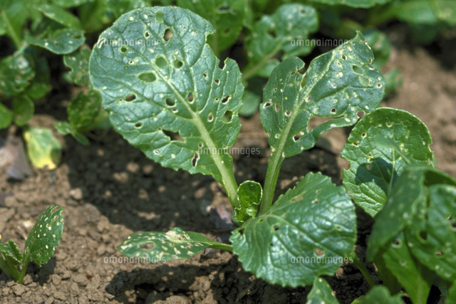 害虫被害 カブ の写真素材 イラスト素材 アマナイメージズ