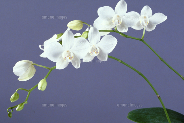 ファレノプシス アマビリス の写真素材 イラスト素材 アマナイメージズ