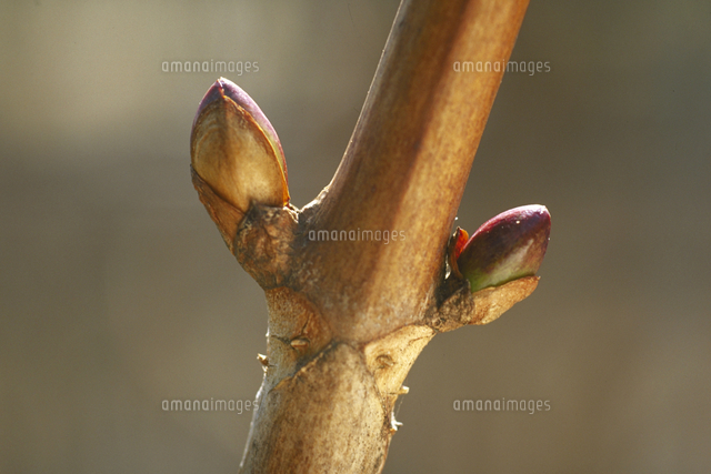 冬芽 アジサイ の写真素材 イラスト素材 アマナイメージズ
