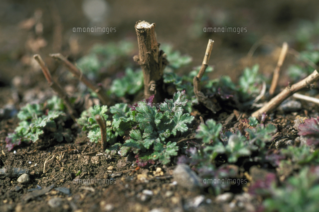冬至芽（キク）[23018056137]の写真・イラスト素材｜アマナイメージズ