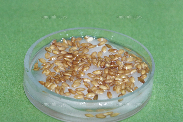 発芽実験 イネ の写真素材 イラスト素材 アマナイメージズ