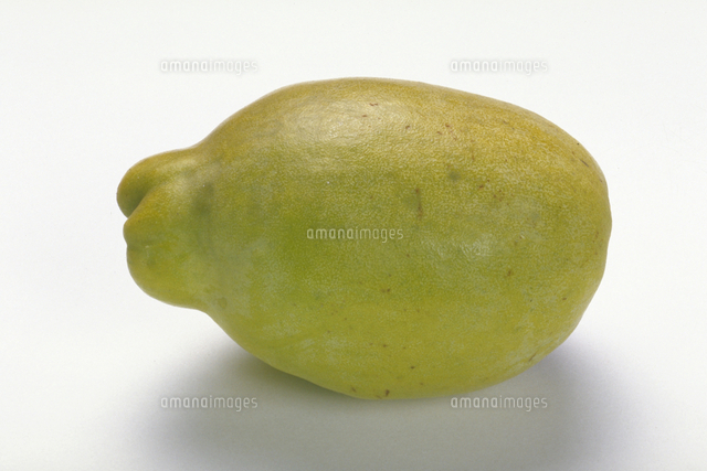 かりん の写真素材 イラスト素材 アマナイメージズ