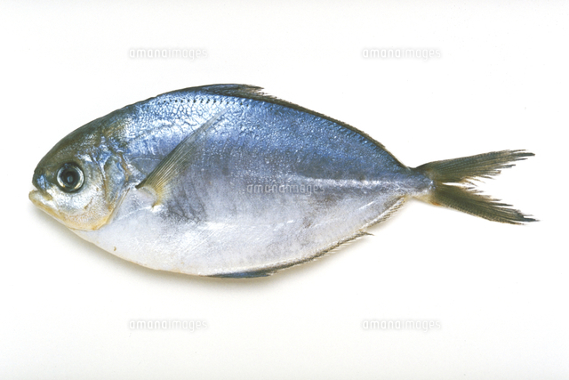 バターフィッシュ の写真素材 イラスト素材 アマナイメージズ