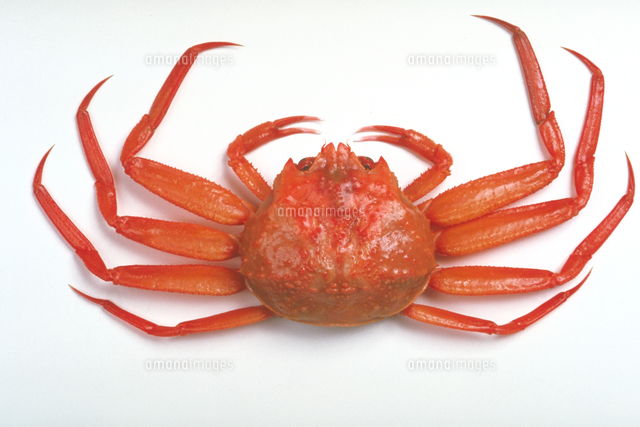 べにずわいがに の写真素材 イラスト素材 アマナイメージズ
