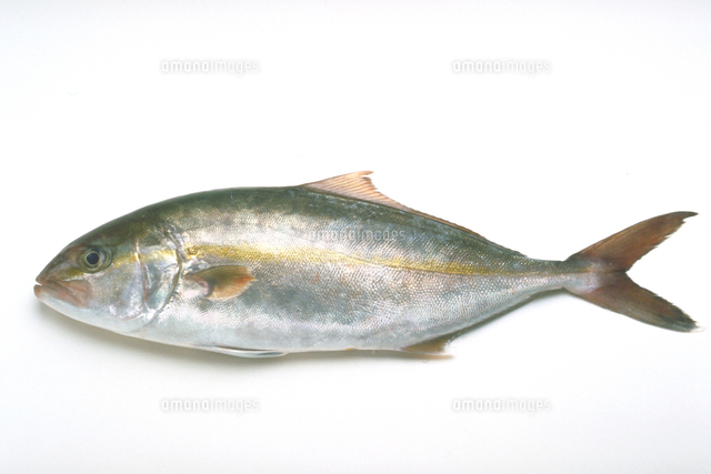 かんぱち の写真素材 イラスト素材 アマナイメージズ