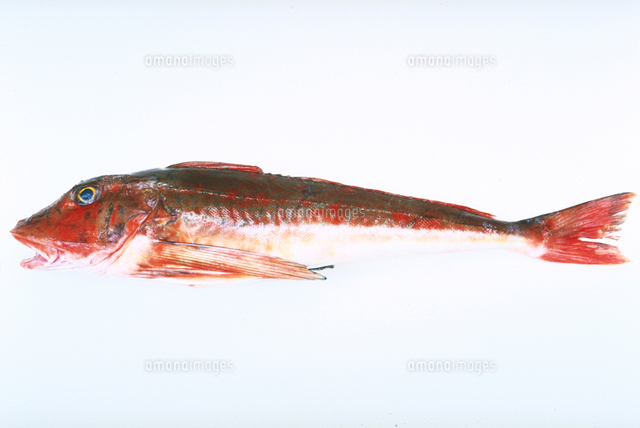 ほうぼう の写真素材 イラスト素材 アマナイメージズ