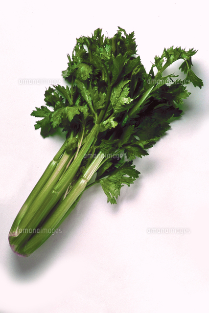 セロリ 緑色種 の写真素材 イラスト素材 アマナイメージズ