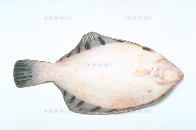 くろがしらがれい の写真素材 イラスト素材 アマナイメージズ