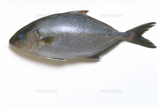 ひれながかんぱち の写真素材 イラスト素材 アマナイメージズ