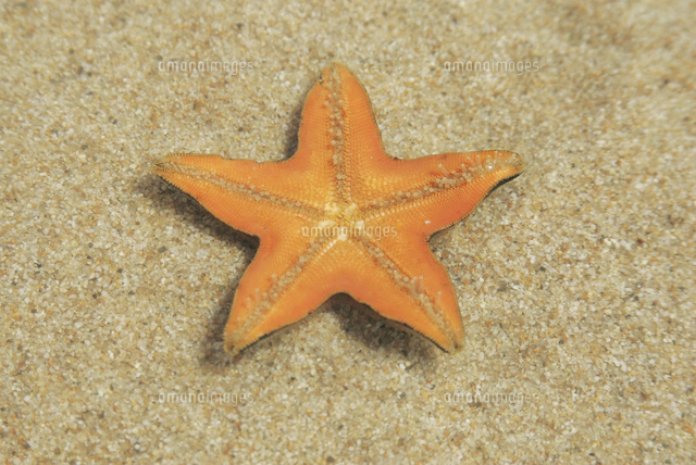 ヒトデ裏返し実験 プロセス２ の写真素材 イラスト素材 アマナイメージズ