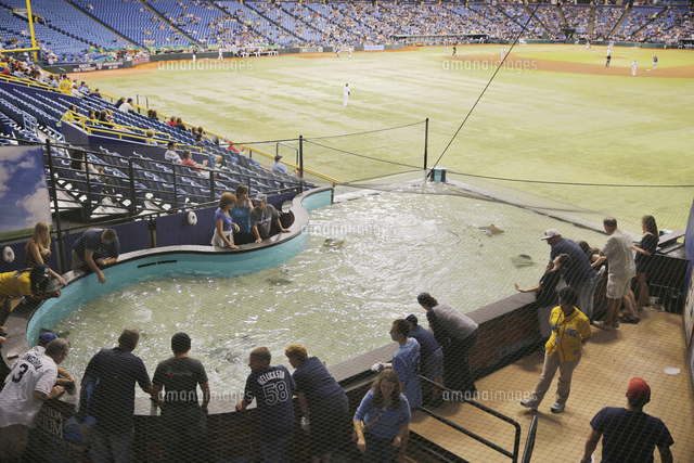 トロピカーナ フィールドの外野席にあるエイが泳ぐ水槽 の写真素材 イラスト素材 アマナイメージズ