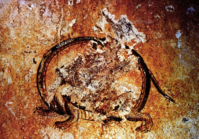 高松塚古墳の壁画公開、西壁に描かれていた白虎＝奈良県明日香村