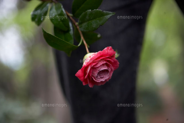 椿を手に持つ男性 の写真素材 イラスト素材 アマナイメージズ