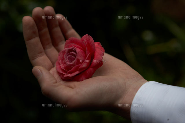 椿を手に持つ男性 a の写真素材 イラスト素材 アマナイメージズ