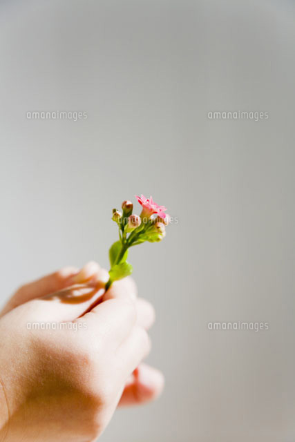 花を持つ少女の手元 の写真素材 イラスト素材 アマナイメージズ