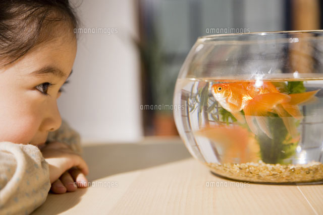 金魚鉢を見つめる少女 の写真素材 イラスト素材 アマナイメージズ
