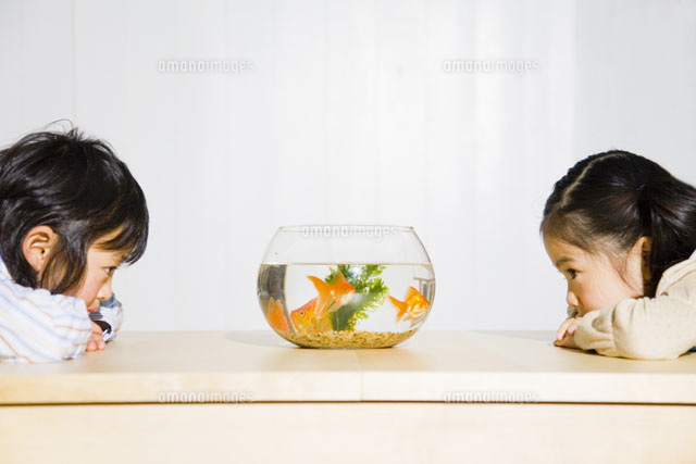 金魚鉢を見つめる少年少女2人 の写真素材 イラスト素材 アマナイメージズ