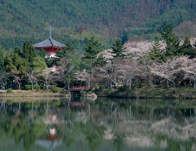 大沢池の桜と大覚寺[25023044960]の写真素材・イラスト素材｜アマナ 
