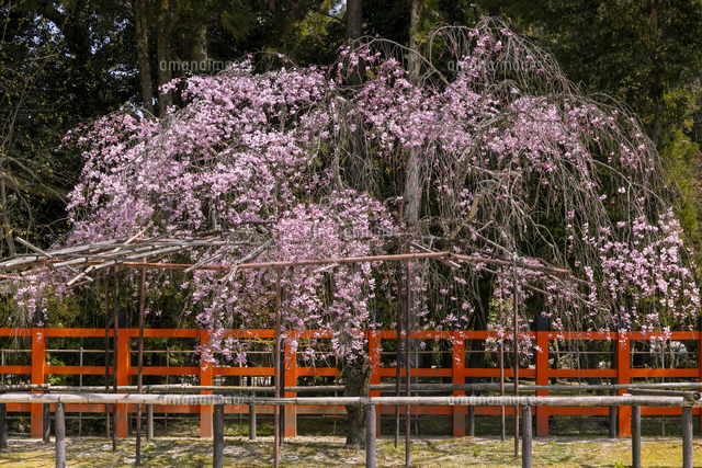 上賀茂神社 風流桜[25023077361]の写真・イラスト素材｜アマナイメージズ