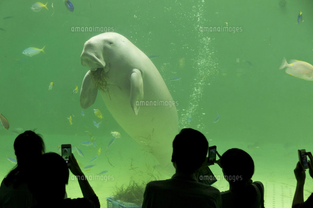 鳥羽水族館 ジュゴン の写真素材 イラスト素材 アマナイメージズ