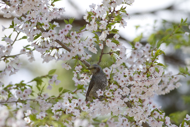 富士山の鳥 花粉をつけたヒヨドリ の写真素材 イラスト素材 アマナイメージズ