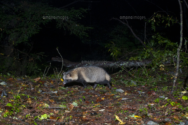 ケモノ道を歩くタヌキ の写真素材 イラスト素材 アマナイメージズ