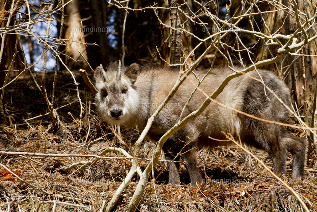 様子を伺うカモシカ の写真素材 イラスト素材 アマナイメージズ