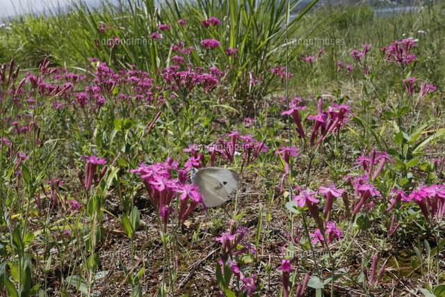 花畑と蝶 の写真素材 イラスト素材 アマナイメージズ