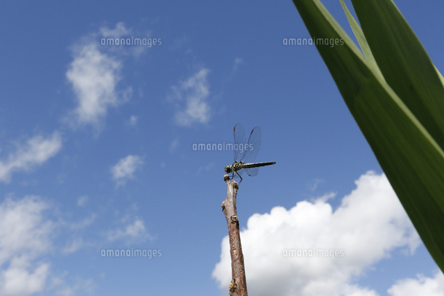 夏空とトンボ の写真素材 イラスト素材 アマナイメージズ
