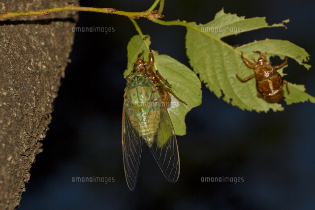 地上に出るセミの幼虫 の写真素材 イラスト素材 アマナイメージズ 地上に出るセミの幼虫 の写真素材 イラスト素材 アマナイメージズ