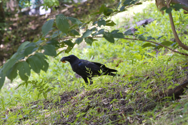 カラスに捕食されるセミ の写真素材 イラスト素材 アマナイメージズ