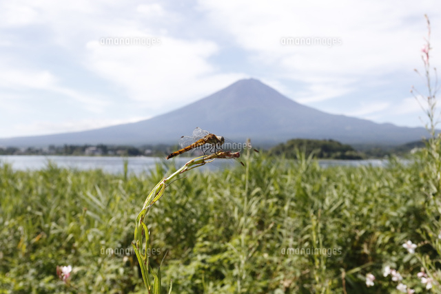 トンボと富士山[25037001996]の写真・イラスト素材｜アマナイメージズ