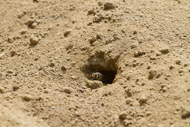 巣穴から様子を伺うクロアナバチ の写真素材 イラスト素材 アマナイメージズ