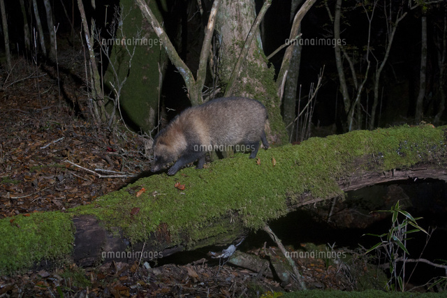 苔むした倒木を渡るタヌキ の写真素材 イラスト素材 アマナイメージズ